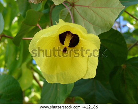 Tropic flower