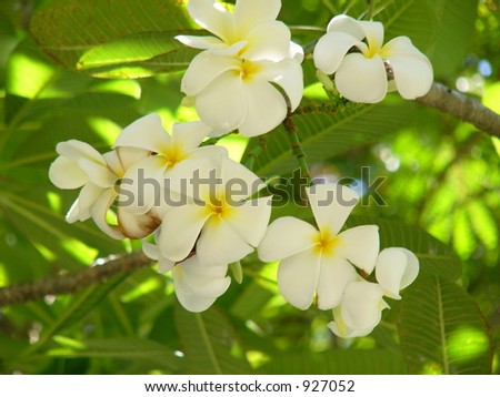 Tropic flower