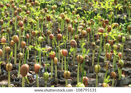 Germinate seed of forest tree in nursery plant