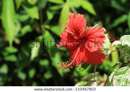 Chinese rose or hibiscus in the garden