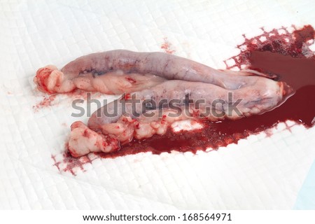Diseased uterus of a dog from vet surgery operation