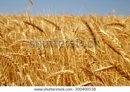 ripe big ears of wheat in the summer