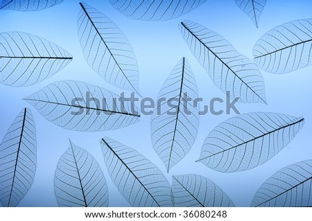 Group of leaves skeleton as background
