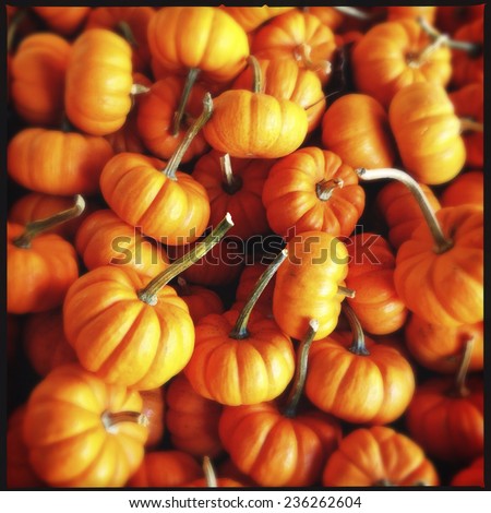 Instagram Filtered Image of Pumpkins at a Pumpkin Patch in Georgia, USA