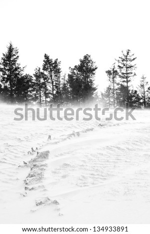 drifting snow & fir trees