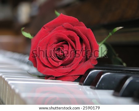 ... red rose resting on  piano keys .