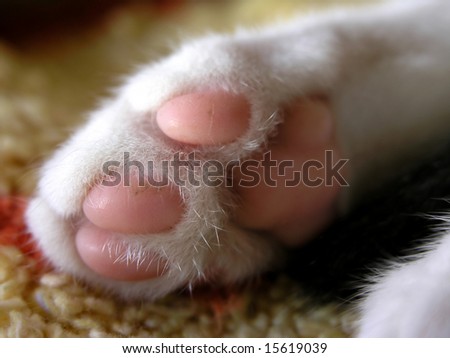 close up of sweet little pink kitten paw