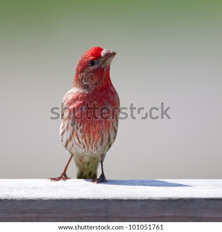 A colorful male House Finch perched on a deck rail with his head cocked.