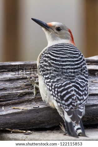 A closeup image of a Red-bellied Woodpecker perched on a log.