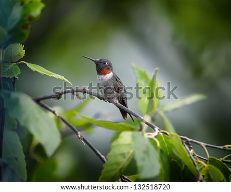 A colorful male Ruby-throated Hummingbird perched on a tree limb.