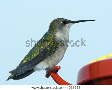 Female Ruby-throated Hummingbird perched on a feeder