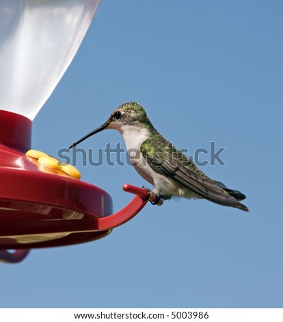 Female Ruby-Throated Hummingbird at a feeder