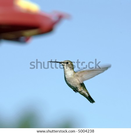 Female Ruby-Throated Hummingbird approaching a feeder