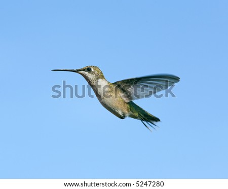 Female Ruby-Throated Hummingbird flying.