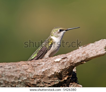 Female Ruby-throated Hummingbird perched on a log.