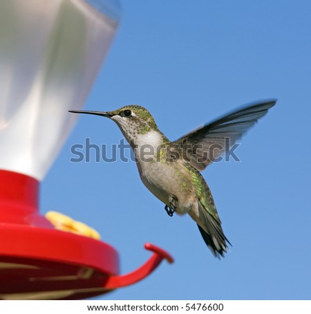 Female Ruby-throated Hummingbird flying in front of a feeder. Blue sky background.