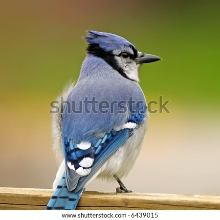 Blue Jay on the deck.