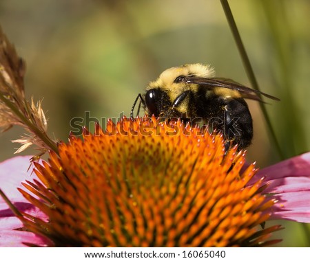 A bee speckled with pollen is pollinating a Purple Cone Flower.
