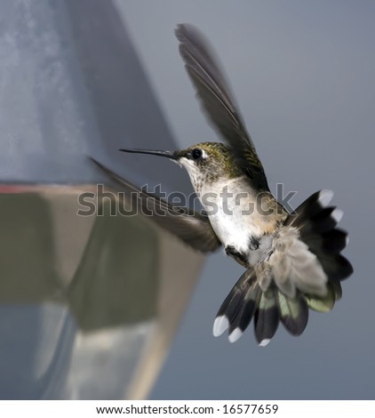 A female Ruby-throated Hummingbird flying near a feeder