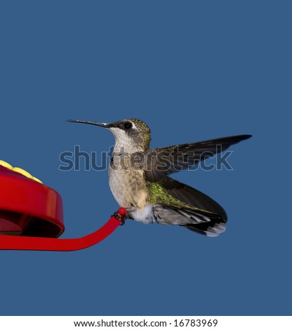 An isolated Hummingbird perched on a red feeder image