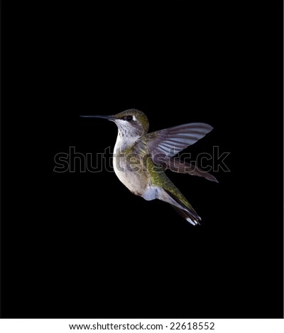 A hovering Hummingbird isolated on a black background.
