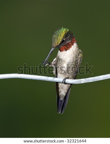A male Ruby-throated Hummingbird on a perch primping himself.