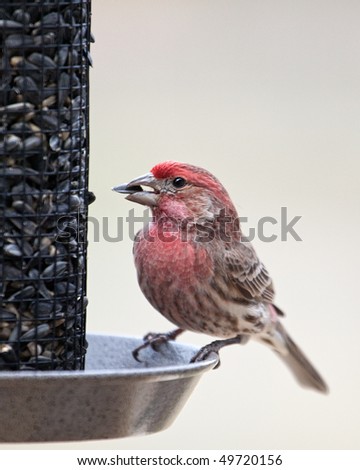 A closeup image of a male House Finch feeding on a Sunflower seed.
