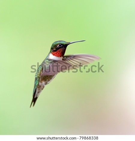 A male Ruby-throated Hummingbird hovering with a green background.