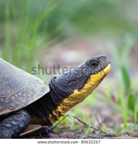 A closeup of an endangered Blandings Turtle walking on the edge of a road.