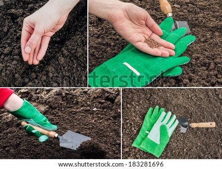 Collage of photos that depict the process of working in the garden, planting plants