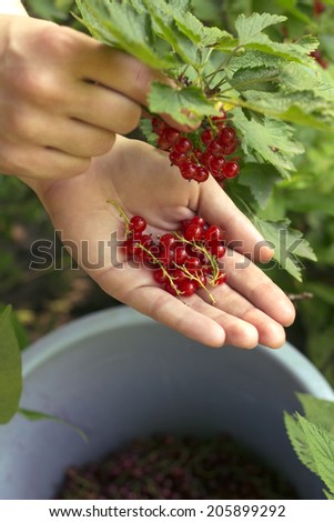 Farmer harvest berries