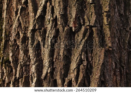 The sun\'s rays on the bark of a tree. Brown bark of an old tree. Texture, background tree.