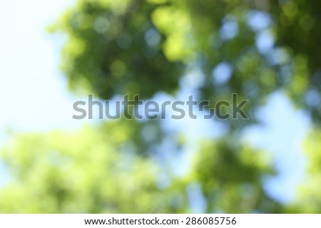 Trees, leaves, summer. The green of the trees. Background, texture, abstract. The sunlight and the leaves of the tree. Nature, summer, lush foliage. The wind in the leaves.