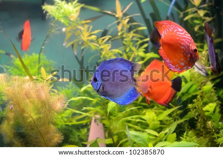 Blue and orange discus fish in the aquarium