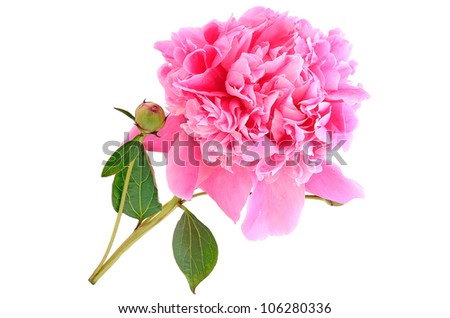 Picture Peony Flower on Pink Peony Flower Isolated On White Background Stock Photo 106280336