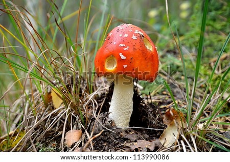 Mushroom amanita in the forest