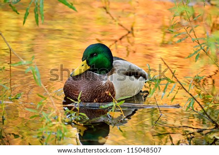 The beautiful mallard duck sitting in the bushes on the pond, the water in the reflection of colorful autumn trees.