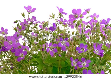 Violet wild flowers isolated on white background