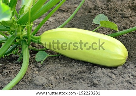 Fresh vegetable marrow in a vegetable garden