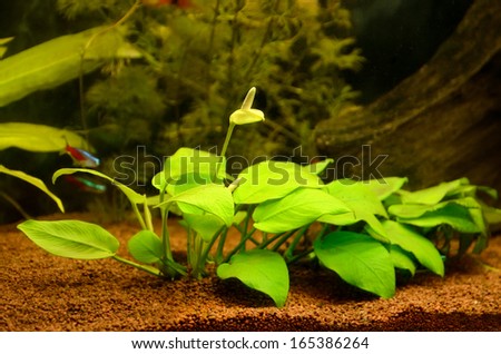 Blooming anubias plant in the aquarium