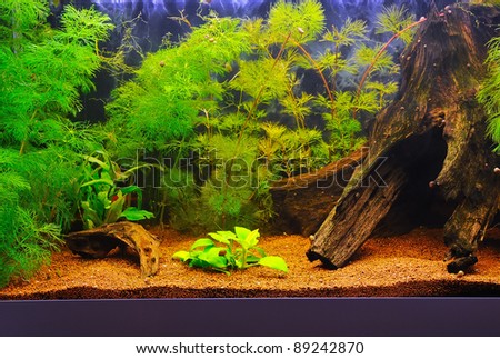 Beautiful Home Aquarium Stock Photo 89242870 : Shutterstock