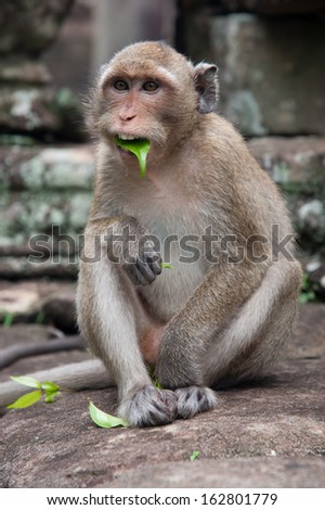 Monkey with a leaf in her mouth while sitting on the stone. Area of The Temple of Angkor Wat, Cambodia