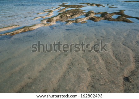 Clear sea water with sand and seagrass while low tide