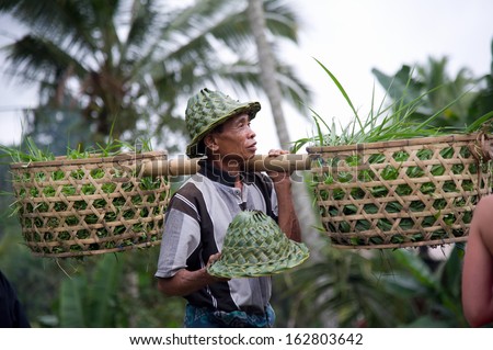BALI, INDONESIA - July 24, 2013: Farmer with basket filled with rice sprouts on nature background, July 24, 2013, Bali, Indonesia