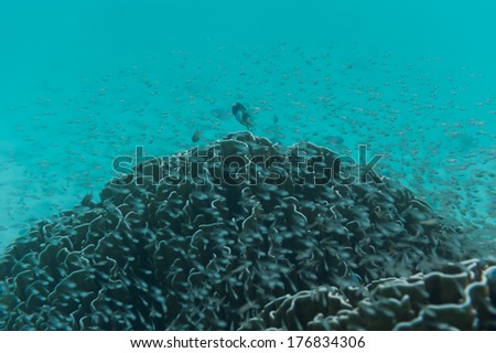 School of young little fish swimming near reef and coral. Underwater shot. Marine life