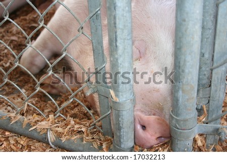 pig sleeping in a barn.