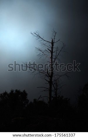 Lonely moonlit dead tree with some digital noise added.