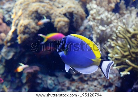 Beautiful tropical sea blue fish