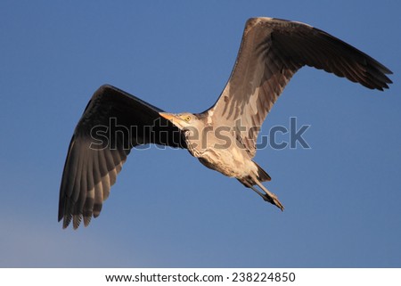 Heron in flight against blue sky. End of the day light. River Douro, Porto, Portugal