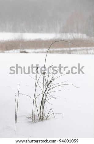 Frozen rose tree branches